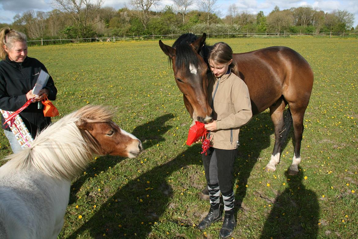 Kæmpe fødselsdag for hesten, med kage, flag, og masser af gaver! - Af med det dumme papir :D billede 12