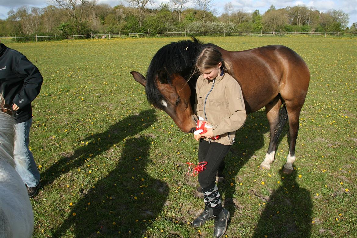 Kæmpe fødselsdag for hesten, med kage, flag, og masser af gaver! - Ned på jorden me det bånd ;) Skynd dig nu lidt :) billede 13