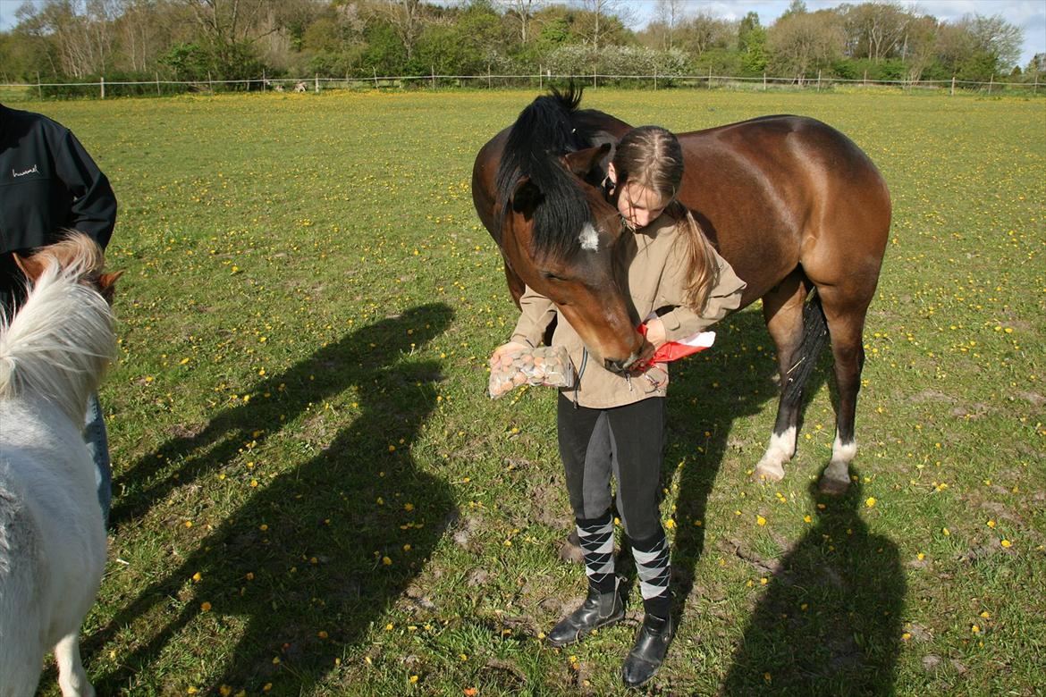 Kæmpe fødselsdag for hesten, med kage, flag, og masser af gaver! - Sådan, der var noget, men er der nu mere? billede 14