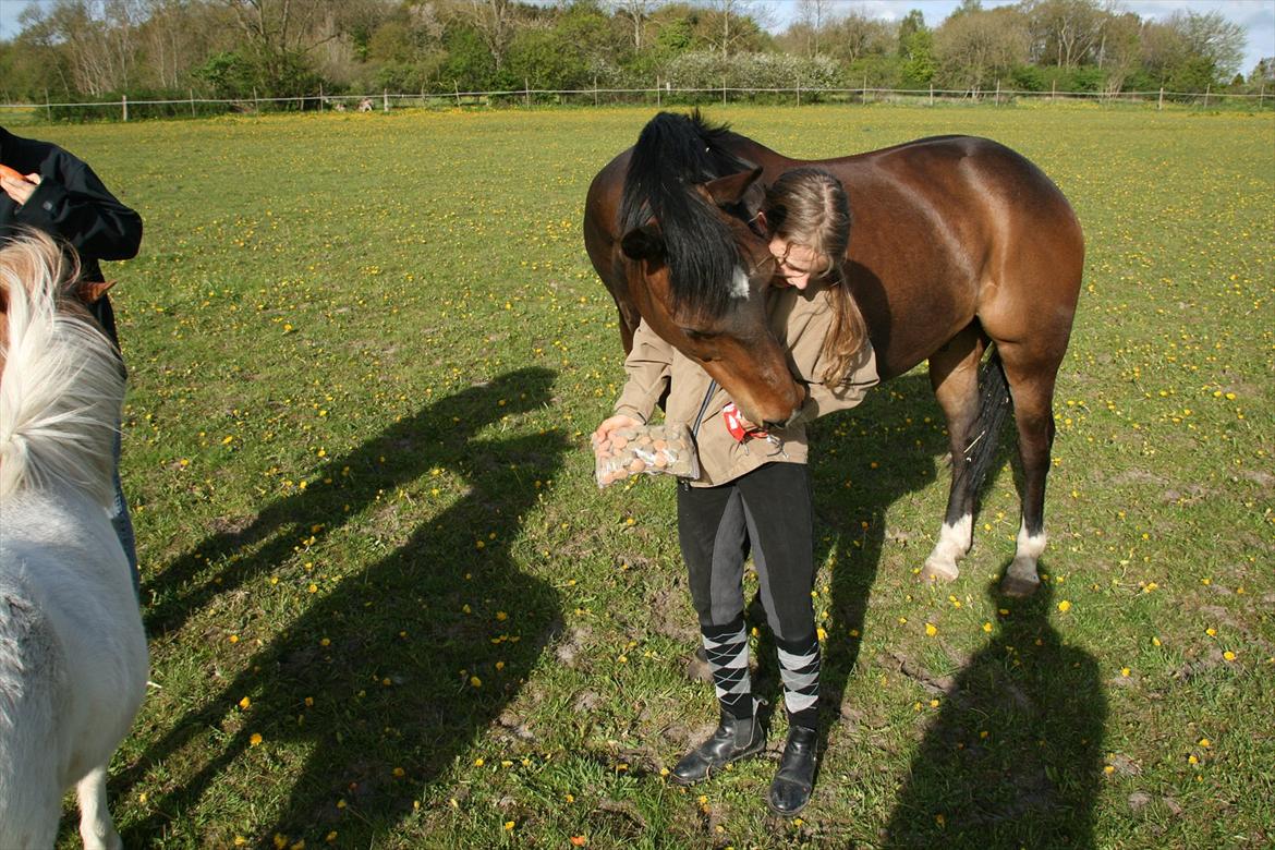 Kæmpe fødselsdag for hesten, med kage, flag, og masser af gaver! - Måske har hun gemt det i lommen? billede 15
