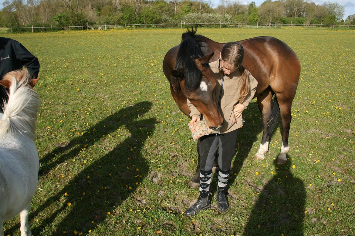Kæmpe fødselsdag for hesten, med kage, flag, og masser af gaver! - Nej det er i posen! billede 16