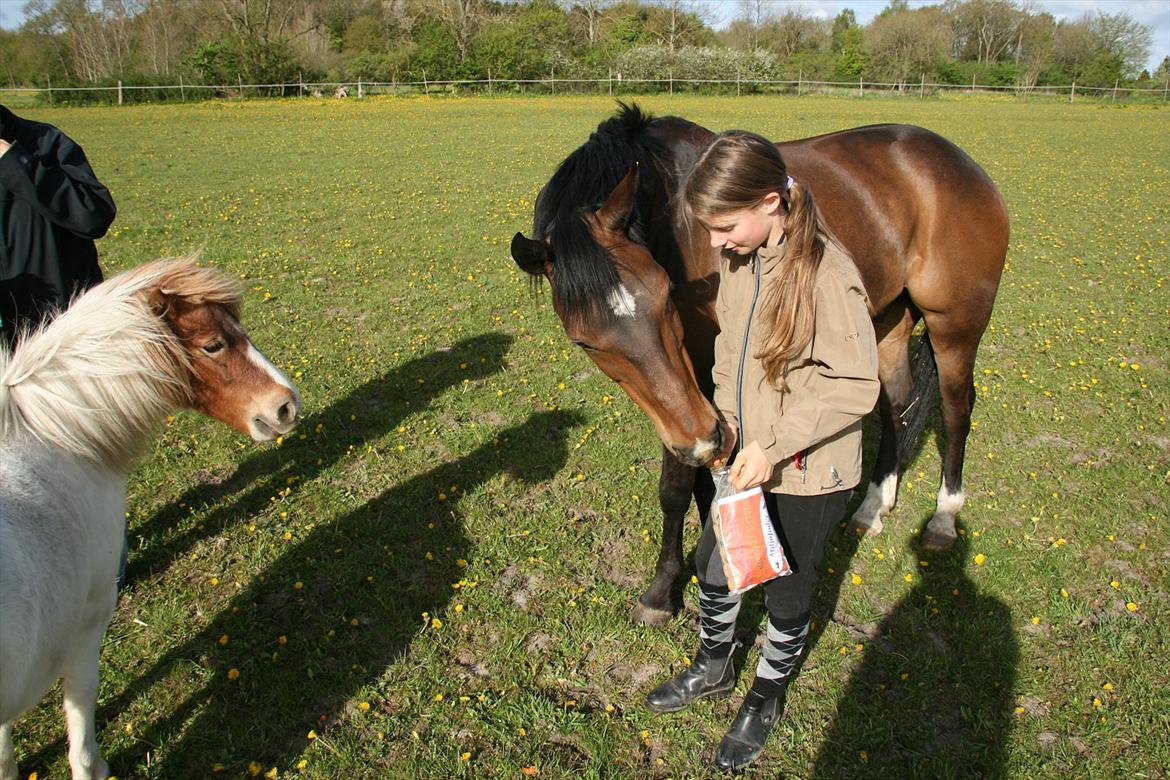 Kæmpe fødselsdag for hesten, med kage, flag, og masser af gaver! - Sådan der, det kalder jeg MOMS ;)  billede 17
