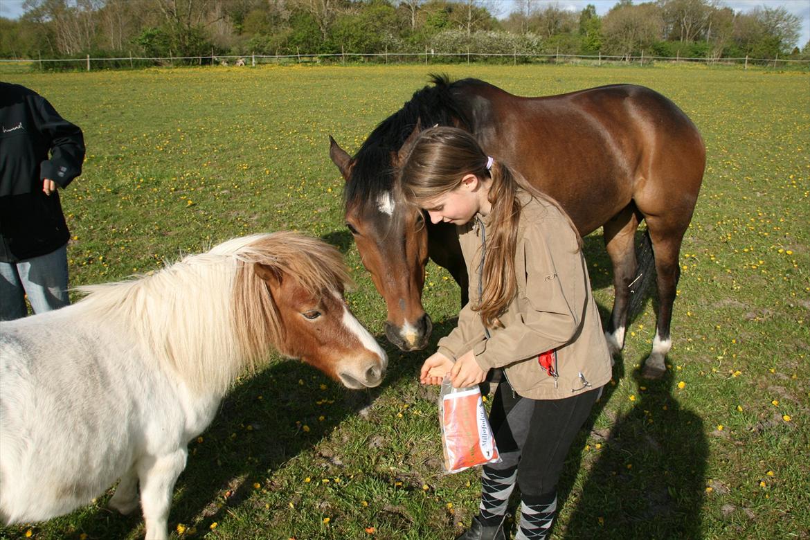 Kæmpe fødselsdag for hesten, med kage, flag, og masser af gaver! - Jeg vil også have lidt, siger Tulle ;) billede 18