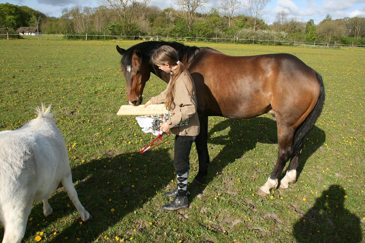 Kæmpe fødselsdag for hesten, med kage, flag, og masser af gaver! - Så bliver det fine navneskilt, kigget på ;) billede 19