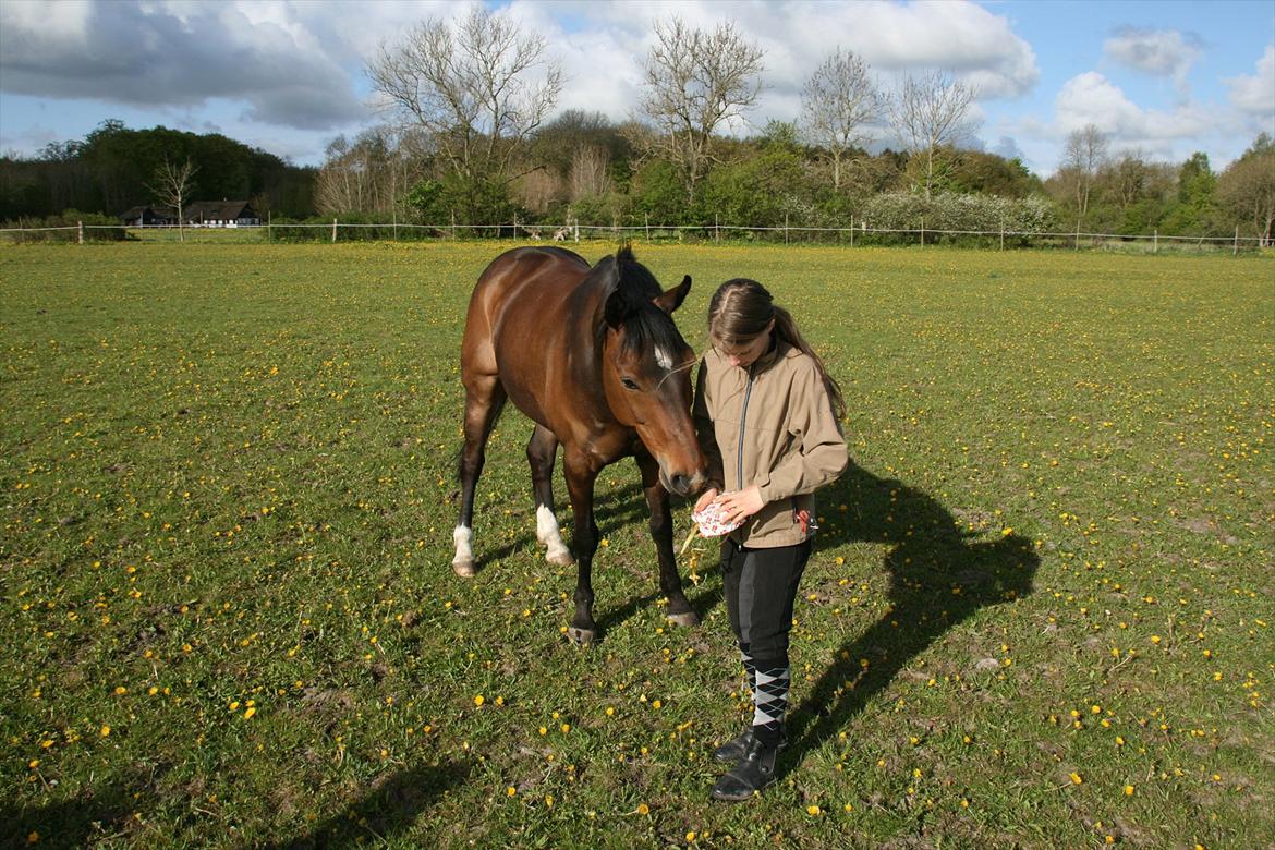 Kæmpe fødselsdag for hesten, med kage, flag, og masser af gaver! - Lakrids slikstenen skal da også lige undersøges <3 billede 20