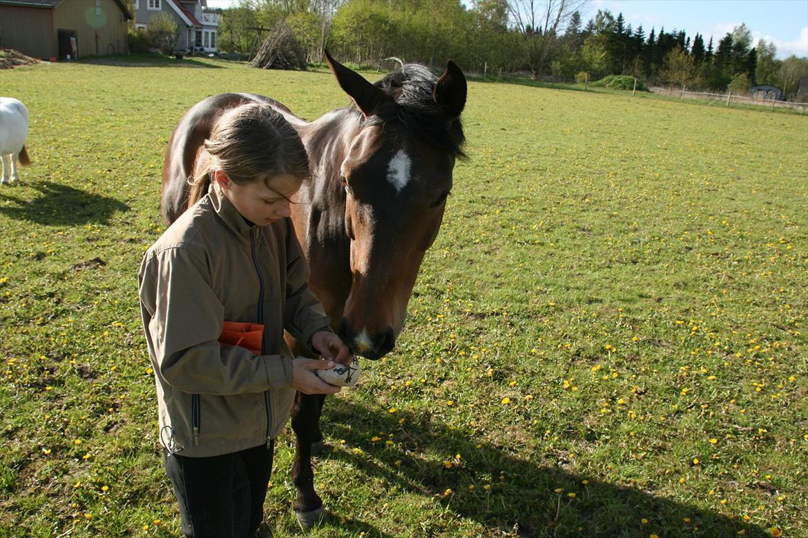 Kæmpe fødselsdag for hesten, med kage, flag, og masser af gaver! - Så er der kun den sidste gave tilbage ;) billede 22