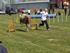 Agility Hjallerup ,2012