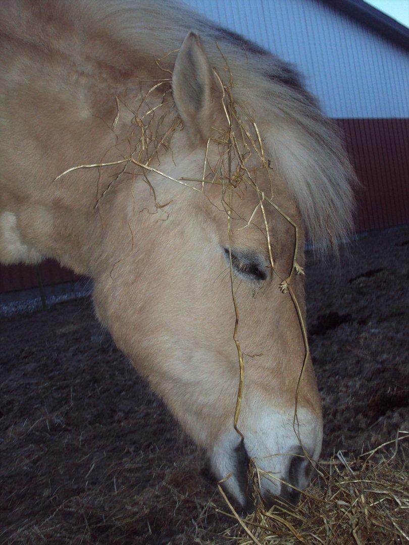 den sidste tid med riki OBS,der kan forkomme stærke billeder billede 7