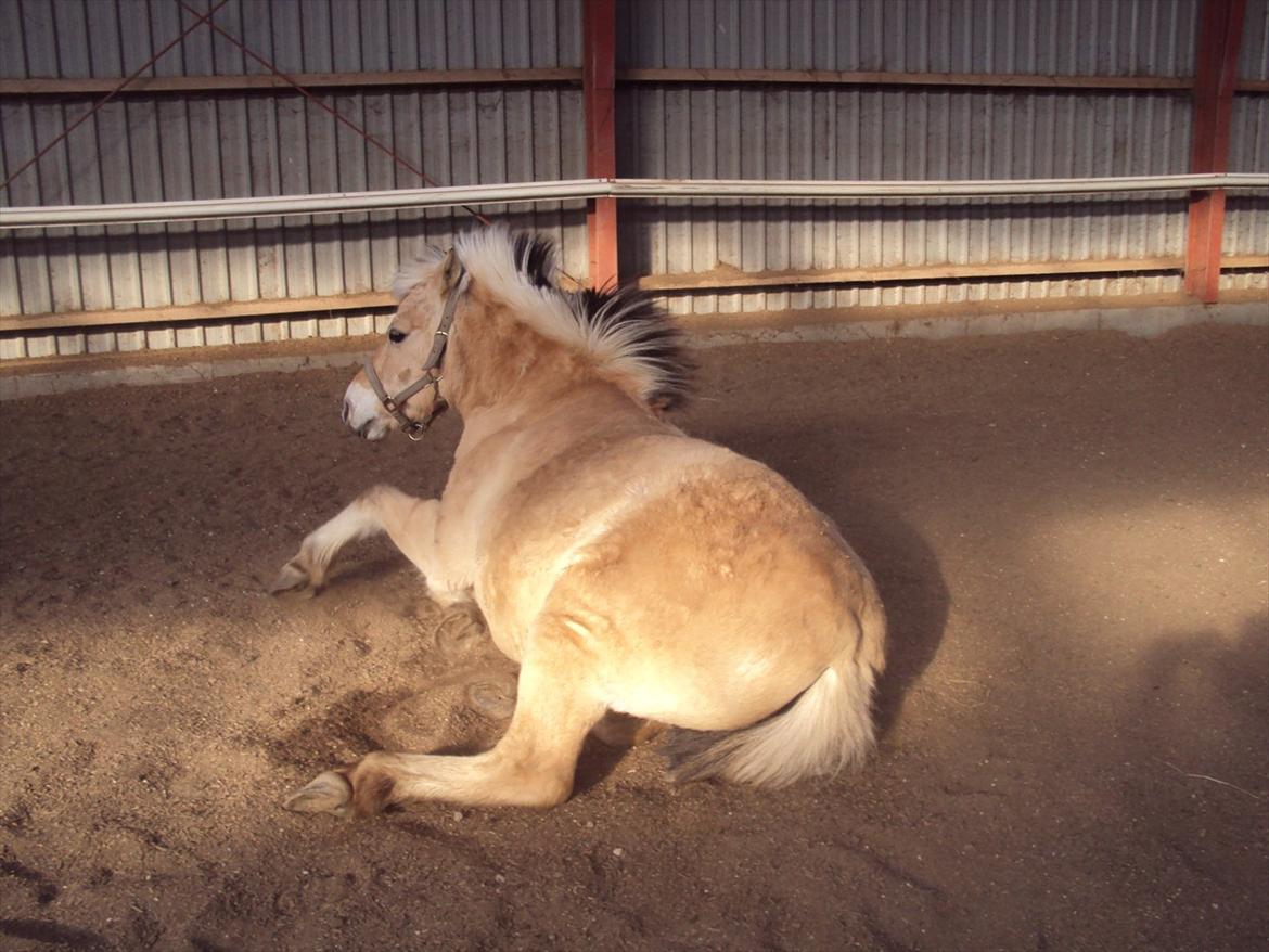 den sidste tid med riki OBS,der kan forkomme stærke billeder - minutterne inden får lige en sidste rulletur billede 21