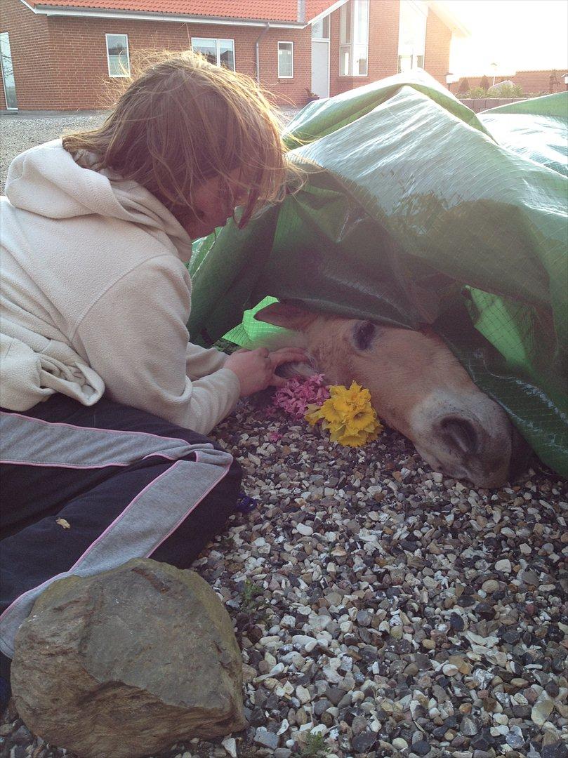 den sidste tid med riki OBS,der kan forkomme stærke billeder billede 40