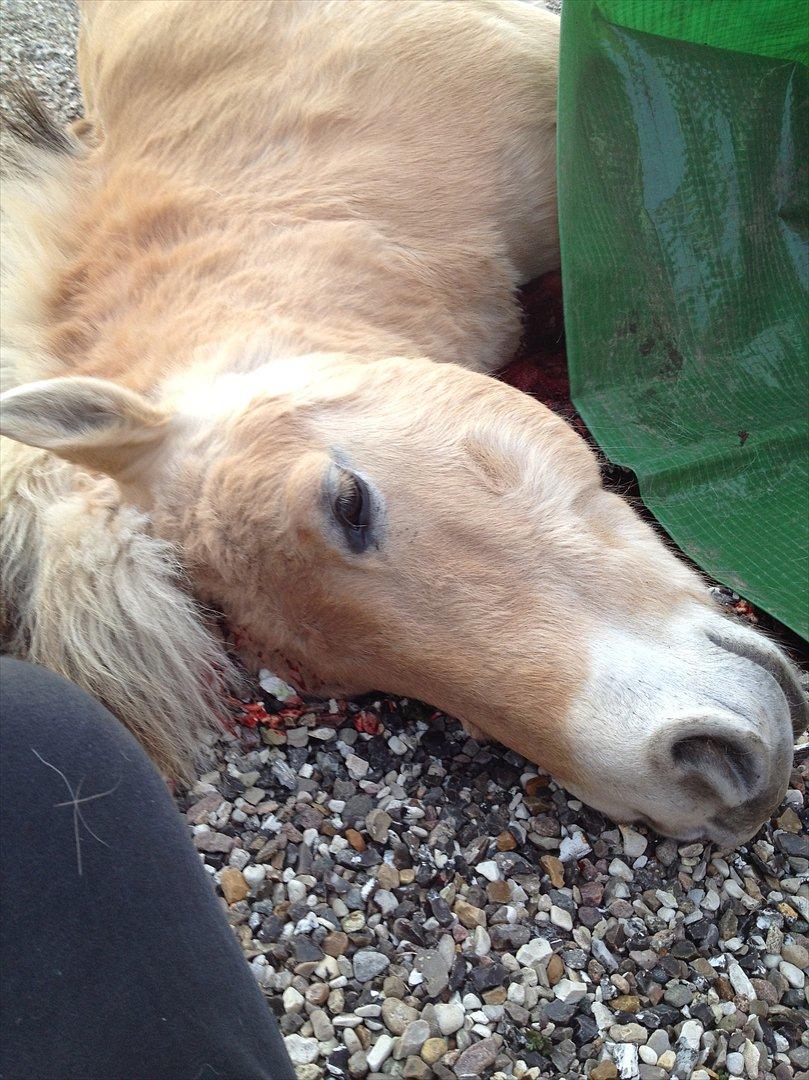 den sidste tid med riki OBS,der kan forkomme stærke billeder billede 41