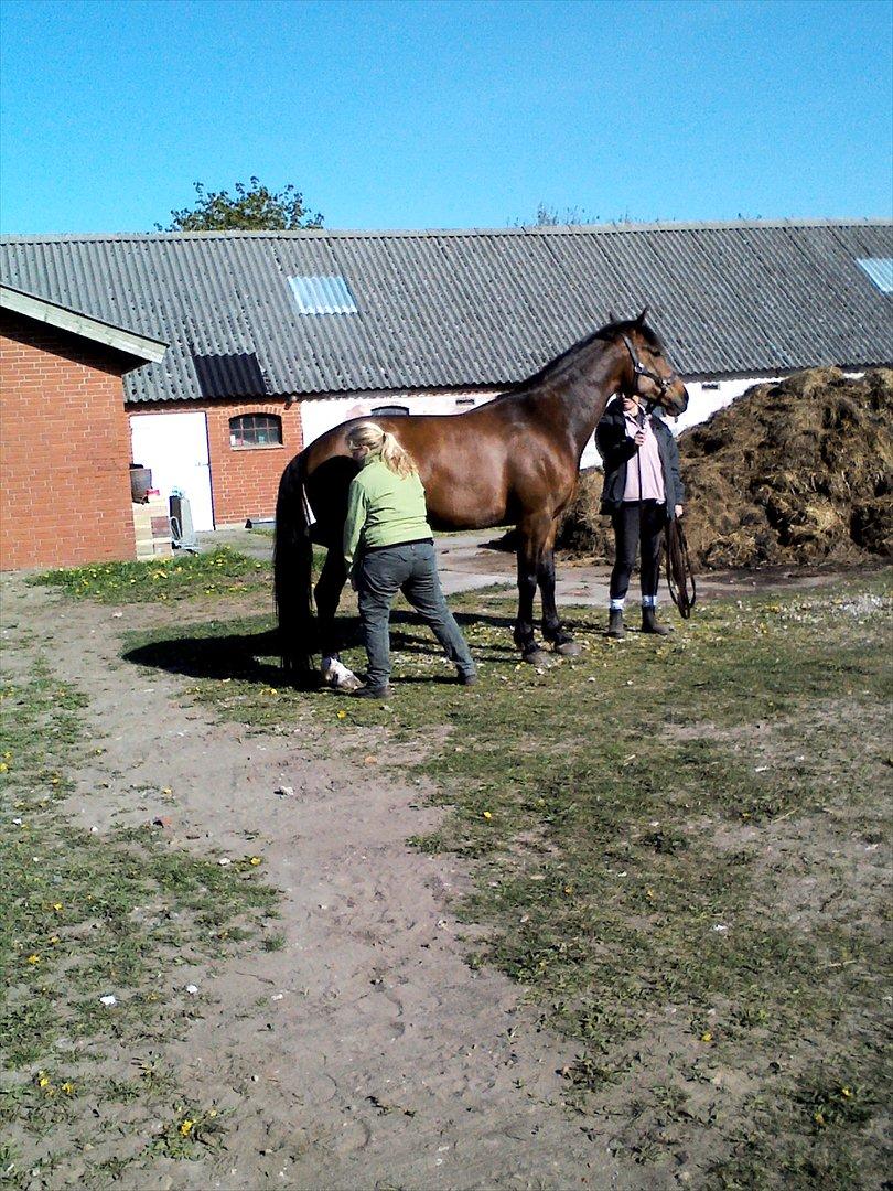 Vores billedebog. - Kaliber under bøjeprøve. Her med højre bagben, som var det ben han var halt på :-// Han står nu med seneskade :-// billede 40