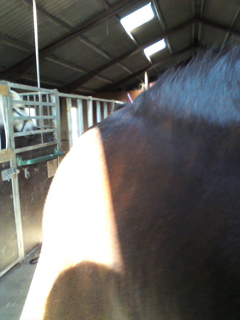 Vores billedebog. - Kaliber under akupunktur x) Det nøød han! :-D Dette er dog kun én af de 6 nåle han havde i :-P billede 41