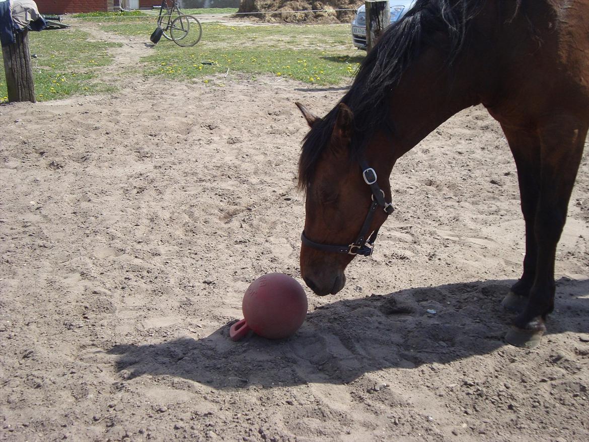 Vores billedebog. - Vi har fået en bold! :-D Og den er farlig og spændende på én gang xD billede 42