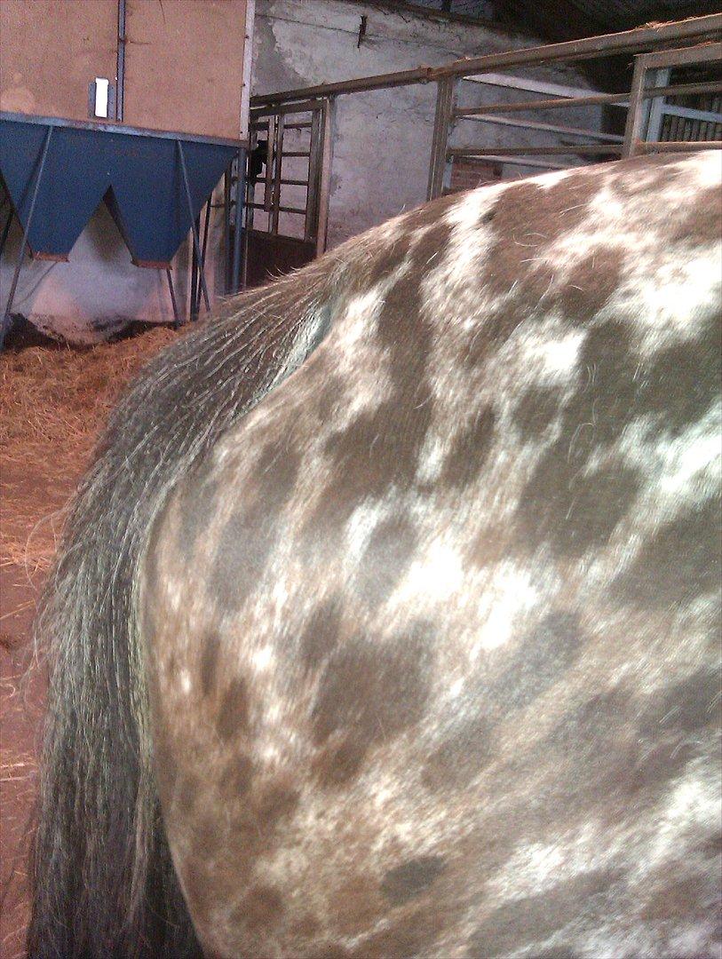 Ulla´s sidste del af drægtigheden - Ulla 5 dage over termin 10/05 2012
hendes hale er nu rigtig nedsunket. billede 14