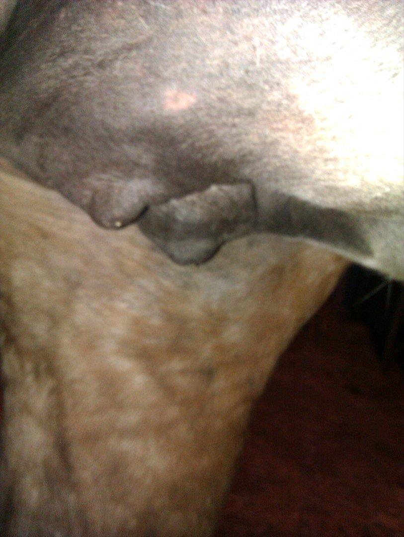 Ulla´s sidste del af drægtigheden - 5 dage over termin. hun har nu bitte små vokspropper på begge patter, og yveret er godt fyldt ud både mprgen og aften. billede 15