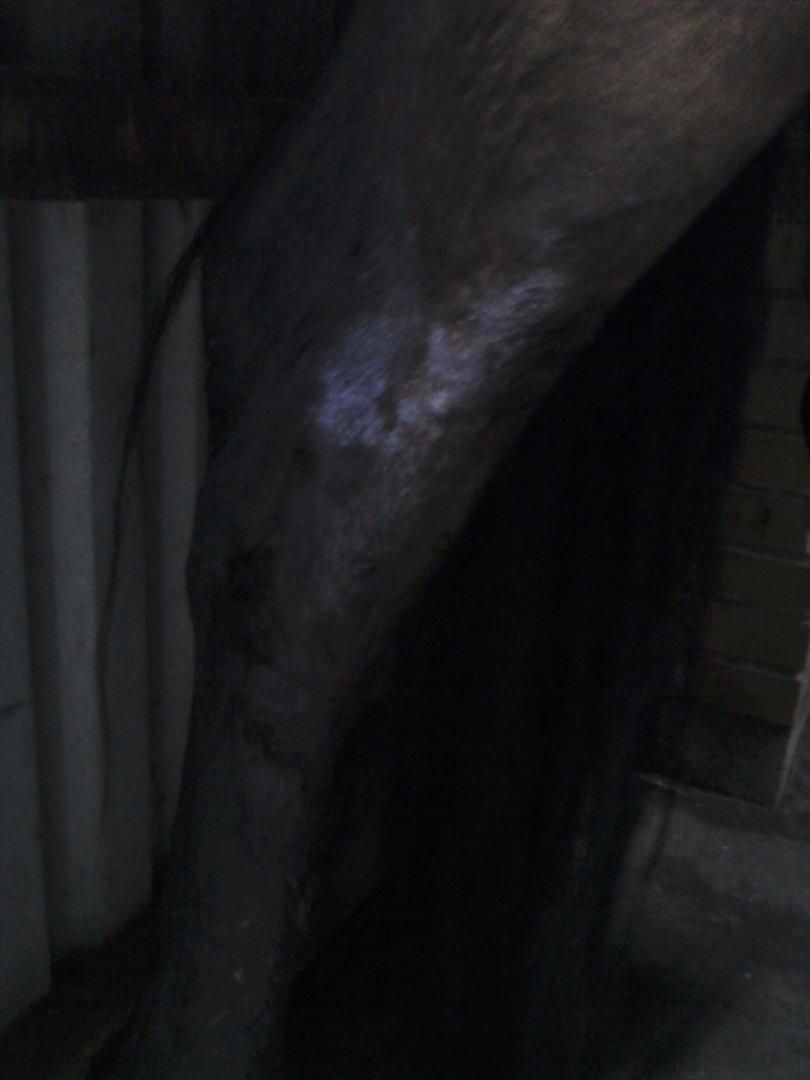 Vores billedebog. - Her kan man se Kalibers ben. Han er hævet og varm. Hævelsen er ved strækkesenen, som går op i hasen. Han er hævet op mere eller mindre hele det sted. Han er her smurt på billedet ;-)) Dyrlægen kommer og tjekker ham om 14 dage, hvor han måske skal have en senescanning. billede 43