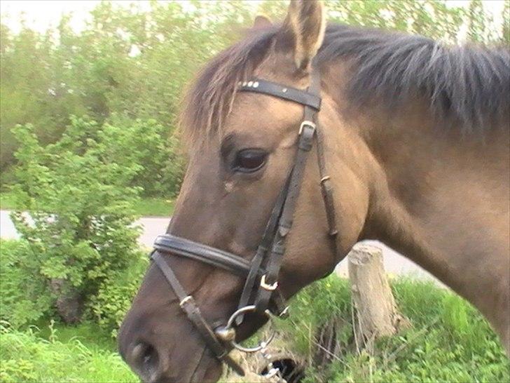 Hygger med Lorell. billede 1