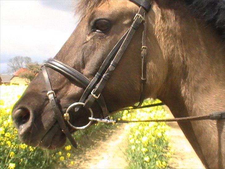 Hygger med Lorell. billede 18