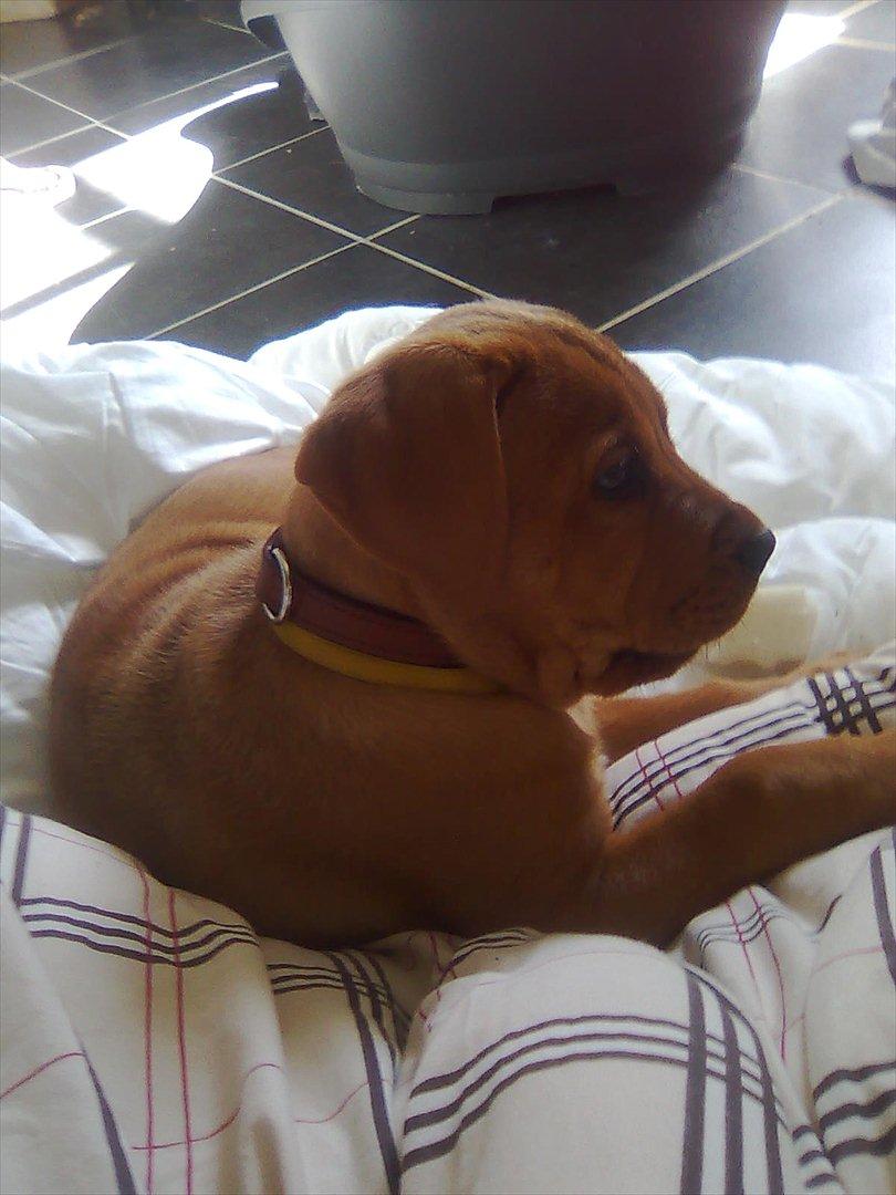 Broholmer bibsen - Skønt med en lille lur i den store dyne... billede 4