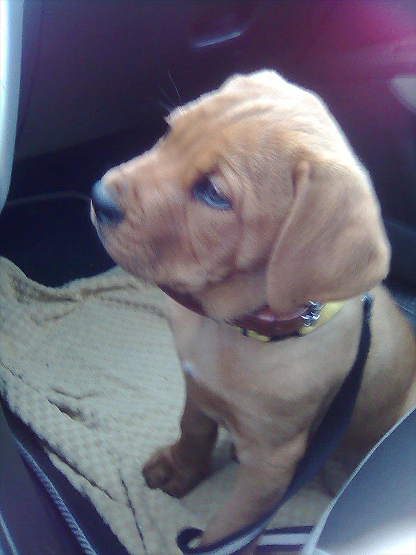 Broholmer bibsen - Der er da bare ikke noget bedre end at blive kørt rund og så med mor som chauffør... billede 5