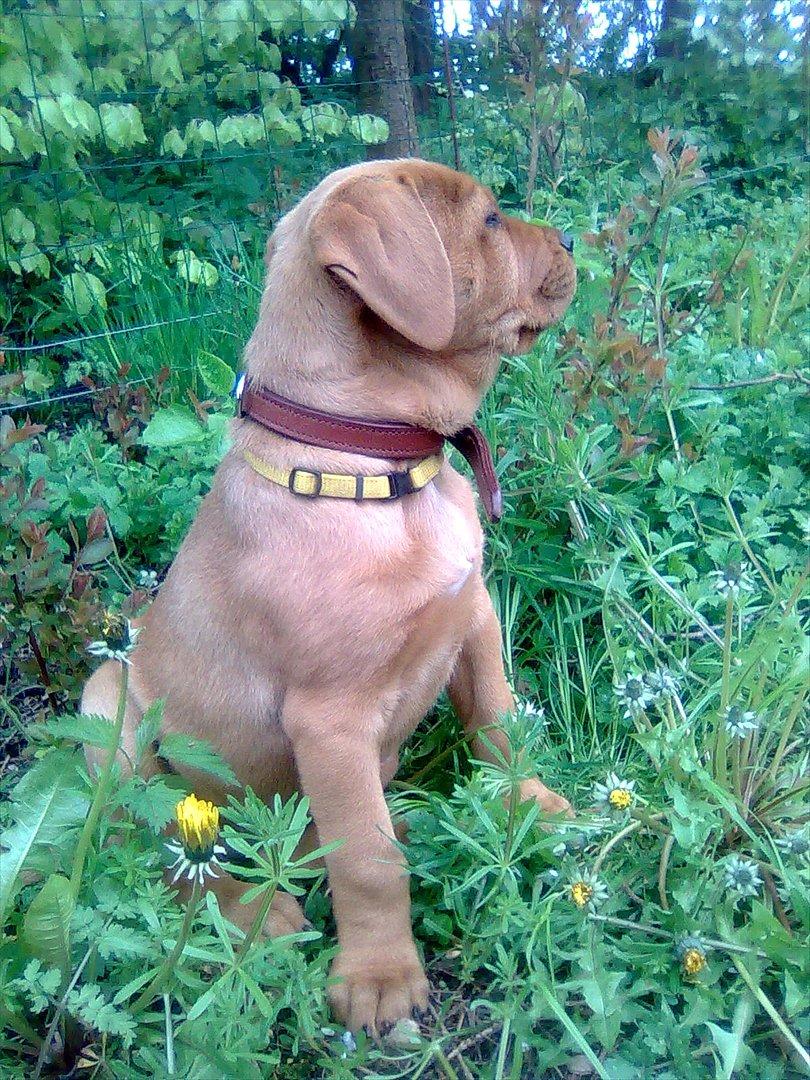 Broholmer bibsen - Tror man ser bedst ud fra den her vinkel... billede 7