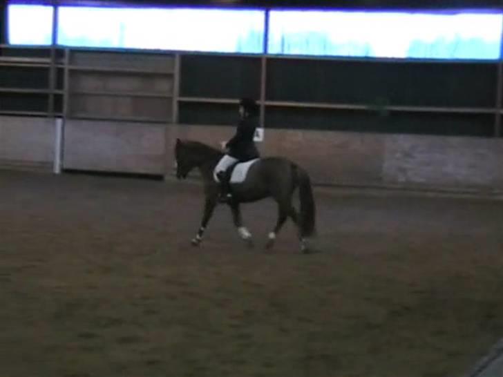 STÆVNE I HESTEHAVENS RIDEKLUB / KILLERUP RIDEKLUB - På KIR billede 1