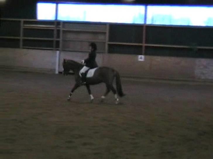 STÆVNE I HESTEHAVENS RIDEKLUB / KILLERUP RIDEKLUB - På KIR billede 2