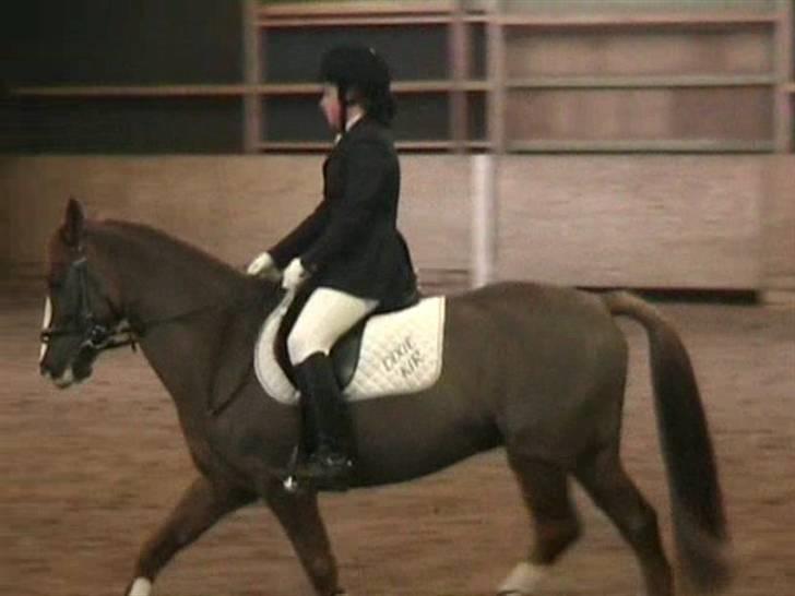 STÆVNE I HESTEHAVENS RIDEKLUB / KILLERUP RIDEKLUB - På KIR billede 5