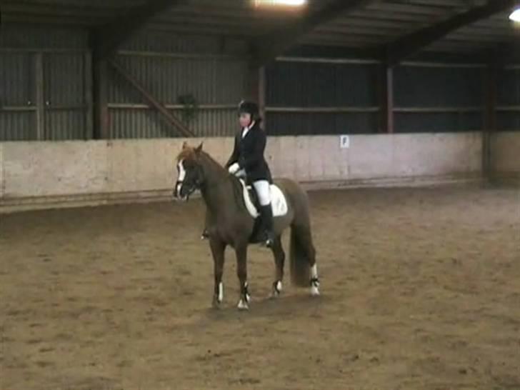 STÆVNE I HESTEHAVENS RIDEKLUB / KILLERUP RIDEKLUB - På KIR billede 7