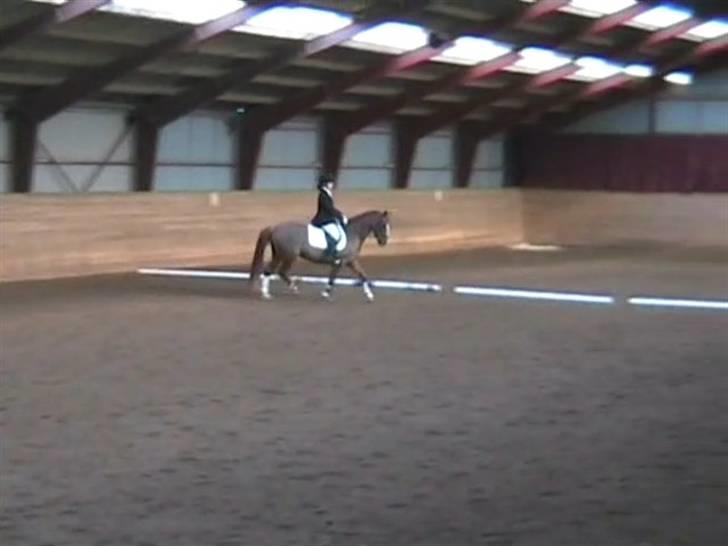 STÆVNE I HESTEHAVENS RIDEKLUB / KILLERUP RIDEKLUB billede 8