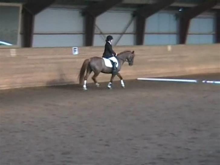 STÆVNE I HESTEHAVENS RIDEKLUB / KILLERUP RIDEKLUB billede 10