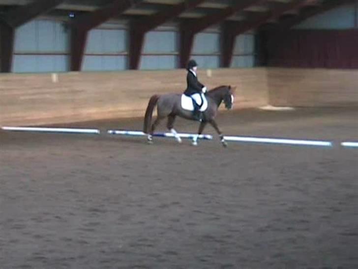 STÆVNE I HESTEHAVENS RIDEKLUB / KILLERUP RIDEKLUB billede 11