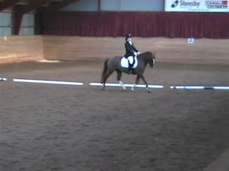 STÆVNE I HESTEHAVENS RIDEKLUB / KILLERUP RIDEKLUB billede 12