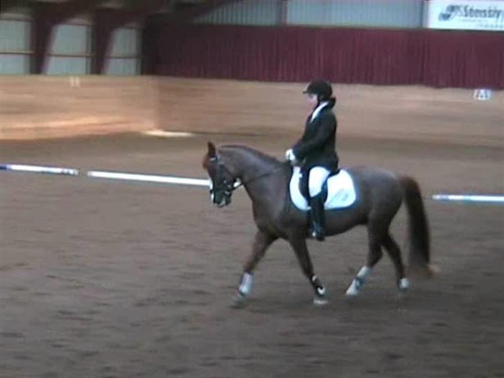 STÆVNE I HESTEHAVENS RIDEKLUB / KILLERUP RIDEKLUB billede 15