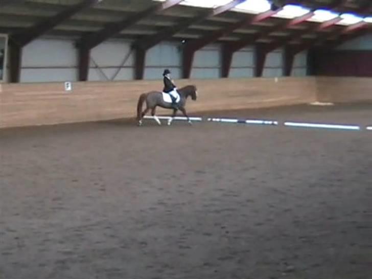 STÆVNE I HESTEHAVENS RIDEKLUB / KILLERUP RIDEKLUB billede 16