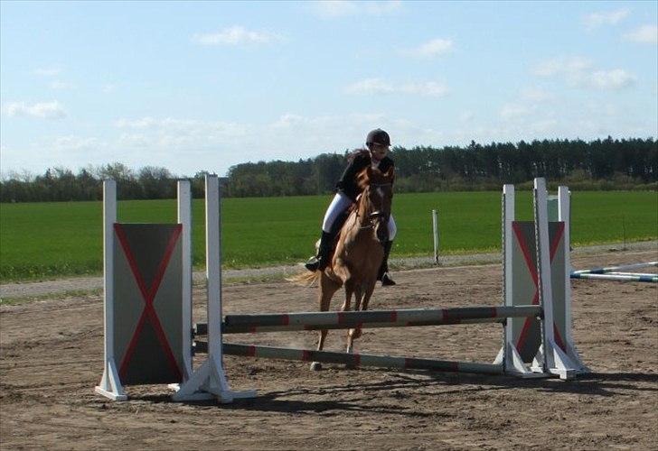 Billeder af andre heste jeg rider billede 20