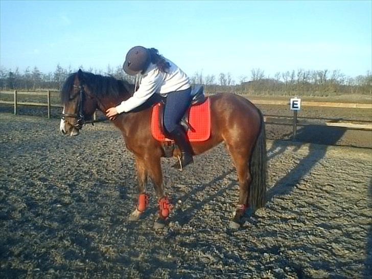 Billeder af andre heste jeg rider billede 21