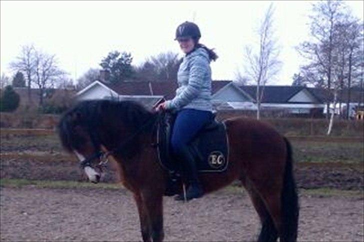 Billeder af andre heste jeg rider billede 22