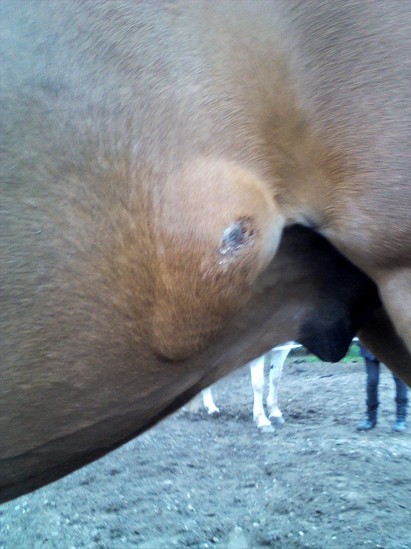 Vores billedebog. - Sådan ser såret ud i dag... :-// Det er blevet større end det var i går, og det er stadig meget ømt :-// billede 46