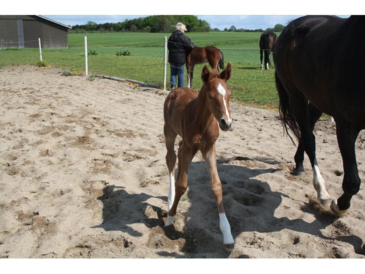 {{currentPhoto.altText}} billede {{currentPhoto.number}}