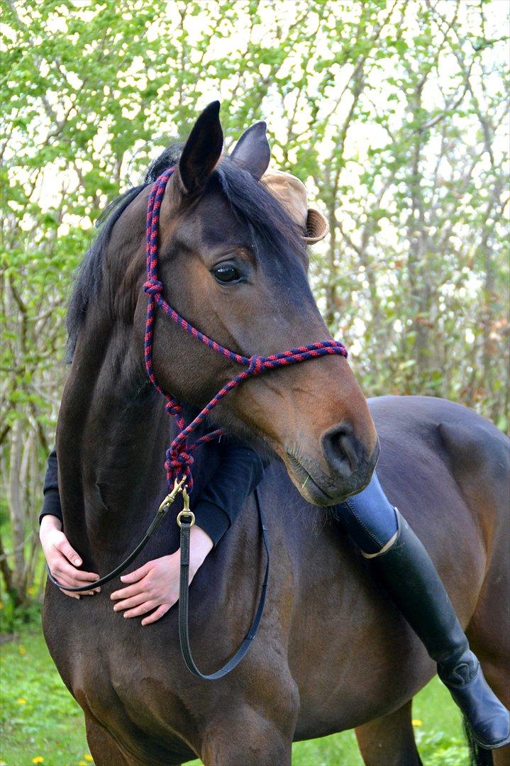 Højagers Lukina (Med føl efter Lambrusco Ask) billede 19