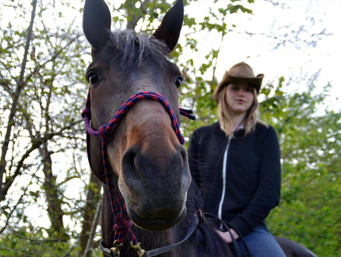 Højagers Lukina (Med føl efter Lambrusco Ask) billede 20