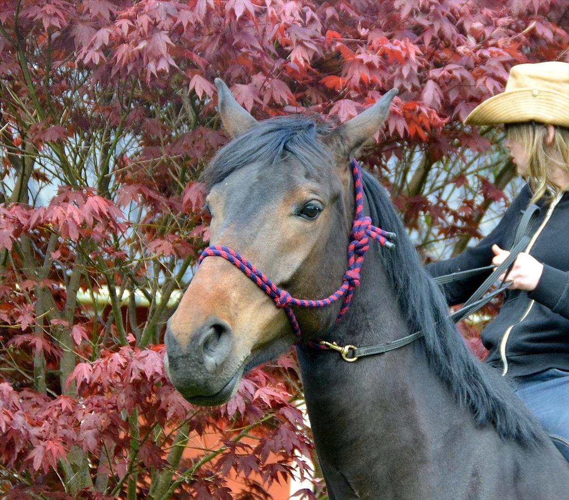 Højagers Lukina (Med føl efter Lambrusco Ask) billede 22