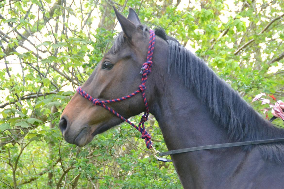 Højagers Lukina (Med føl efter Lambrusco Ask) billede 23