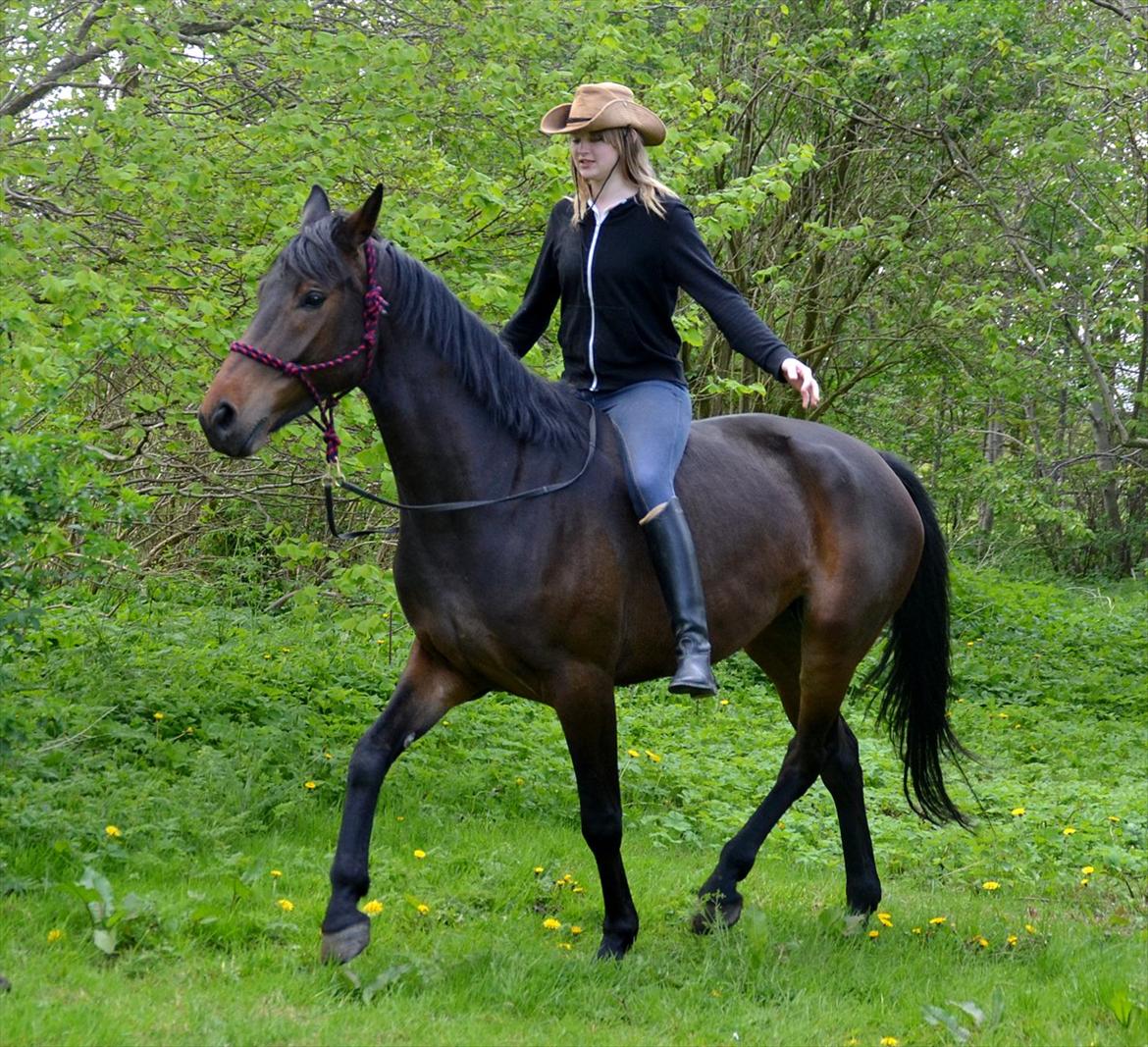 Højagers Lukina (Med føl efter Lambrusco Ask) billede 25