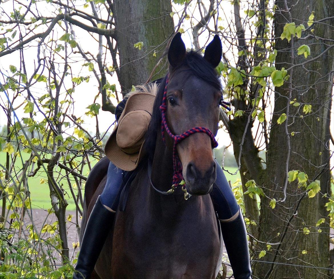 Højagers Lukina (Med føl efter Lambrusco Ask) billede 26