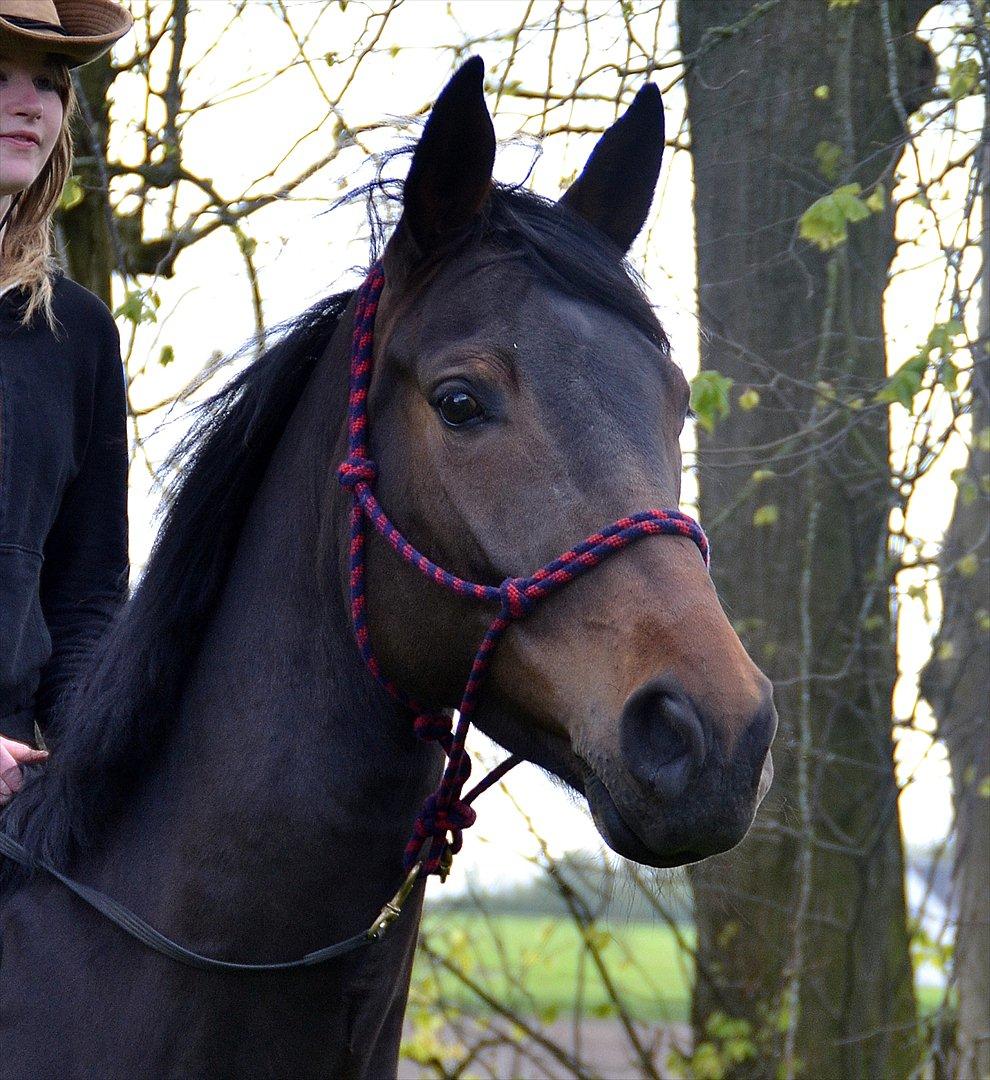 Højagers Lukina (Med føl efter Lambrusco Ask) billede 27