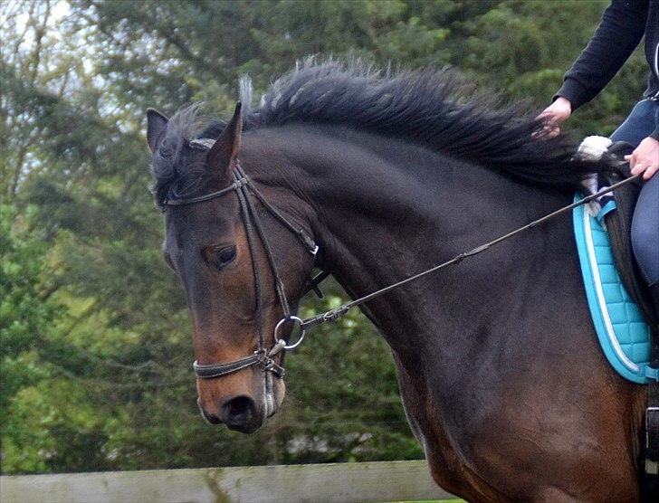 Højagers Lukina (Med føl efter Lambrusco Ask) billede 29