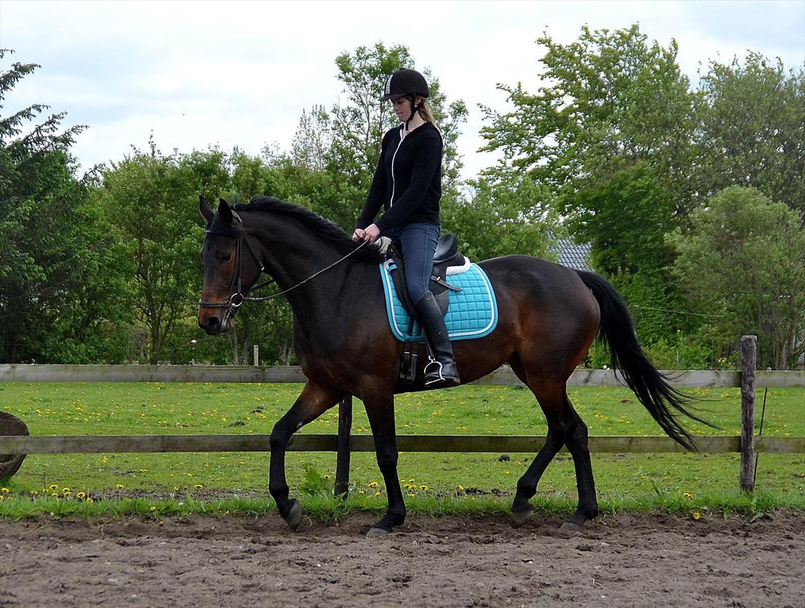 Højagers Lukina (Med føl efter Lambrusco Ask) billede 30